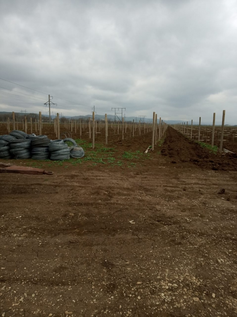 В Карабудахкентском районе обследовали состояние молодых виноградников